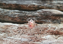 Load image into Gallery viewer, The Mirage